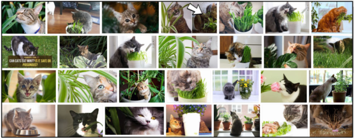 Are Cats Allowed to Eat Plants? Essential Safety Tips
