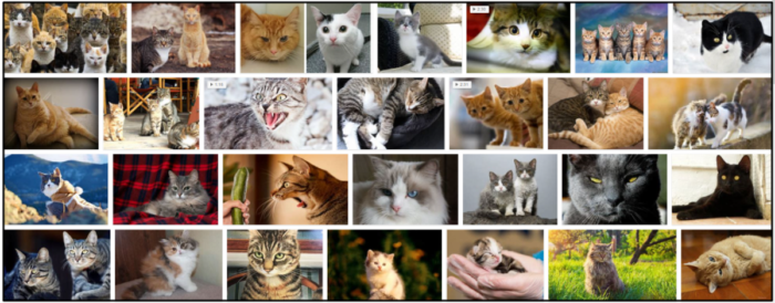 Can Cats Safely Eat Ladybugs? Expert Insights & Safety Tips