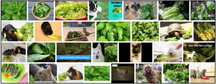 Is Romaine Lettuce Safe for Cats? Key Facts & Precautions