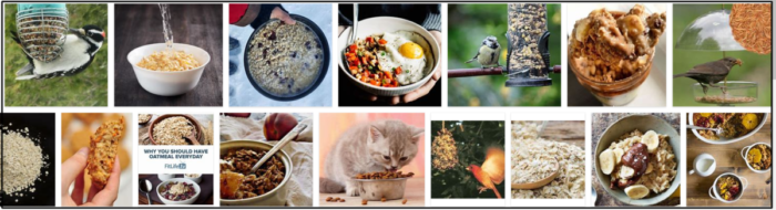 Is Oatmeal Safe for Birds? Expert Guide on Feeding Oatmeal