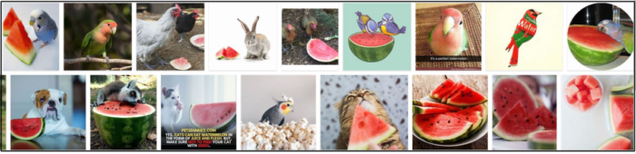 Can Birds Safely Eat Watermelon? The Complete Guide
