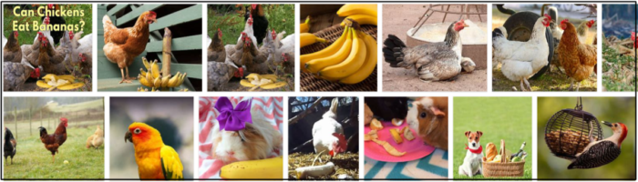 Are Bananas Safe and Nutritious for Birds?
