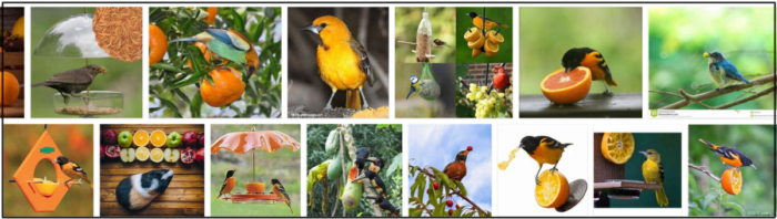 Can Birds Safely Eat Oranges? A Clear Guide on Feeds & Health