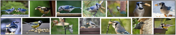 Are Salted Peanuts Safe for Birds? What to Know Before Feeding Them