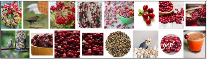 Can Birds Safely Eat Cranberries? Discover the Best Natural Food Choices for Your Feathered Friends