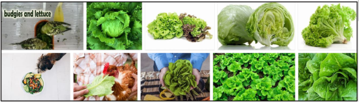 Is Lettuce Safe for Birds? Expert Guide to Feeding Your Feathered Friends