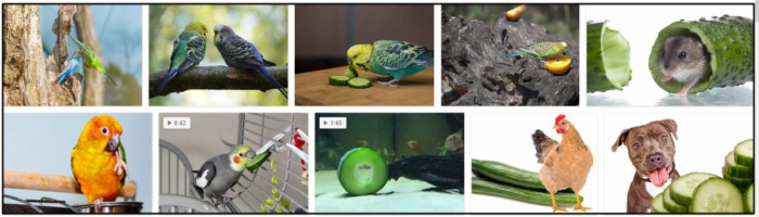 Are Cucumbers Safe for Birds? A Comprehensive Guide