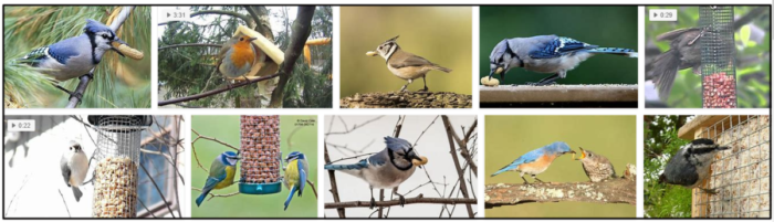 Are Peanuts Safe for Birds? Learn the Risks and Alternatives
