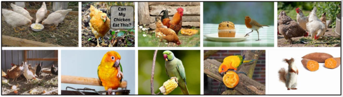 Are Potatoes Safe for Birds? Complete Guide on Feeding Birds