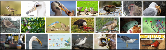 Do Birds Need Salt? Understanding Safe Salt Intake for Birds