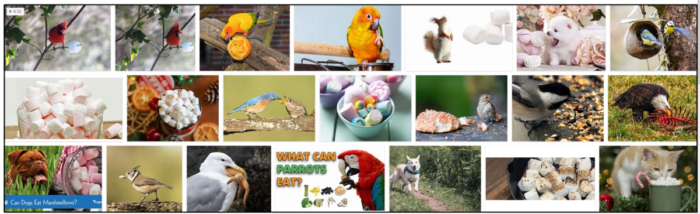 Are Marshmallows Safe for Birds? A Guide to What They Can and Cannot Eat