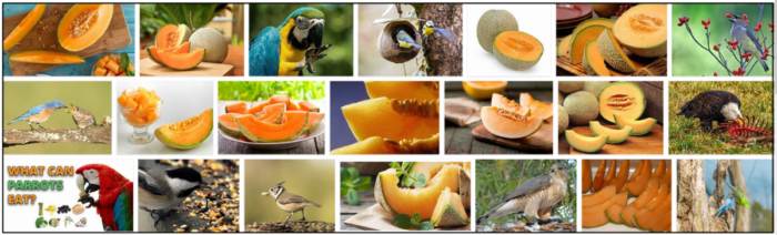 Is Cantaloupe Safe for Birds? A Trusted Guide to Feeding Your Feathered Friends
