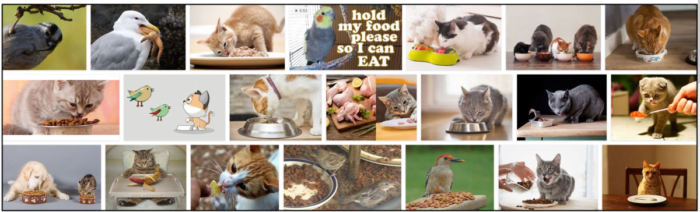 Can Birds Safely Consume Cat Food? What You Need to Know