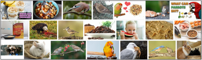 Are Cheerios Safe for Birds? Expert Advice Before Feeding