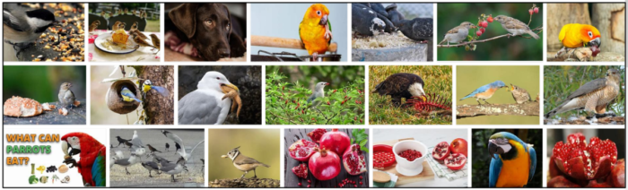 Can Birds Safely Eat Pomegranates? A Trusted Guide to Their Benefits