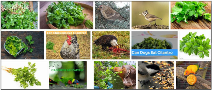 Are Birds Safe to Feed Cilantro? Understanding Its Health Benefits