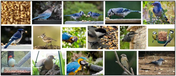 Are Pine Nuts Safe for Birds? A Complete Guide to Their Benefits and Risks