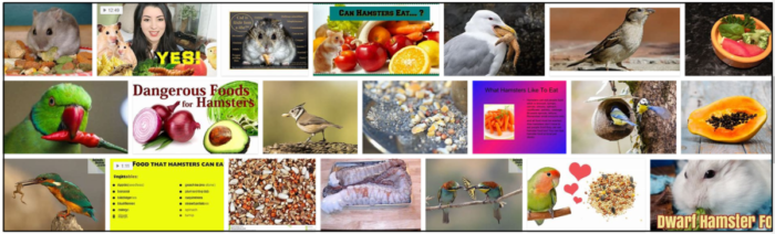 Are Hamster Foods Safe for Birds? A Guide to Feeding Your Avian Companion