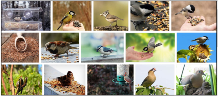 Are Flax Seeds Safe and Beneficial for Birds?