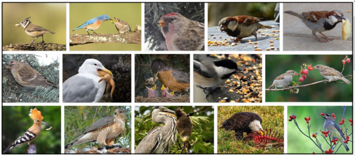 Are Grits Safe for Birds? A Trusted Guide to Avian Nutrition