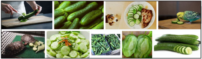 Are Cucumbers Safe for Birds? A Quick Guide to Feeding Your Feathered Friends