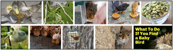 Are Poppy Seeds Safe for Birds? Expert Advice on Feeding Poppy Seeds to Avian Friends