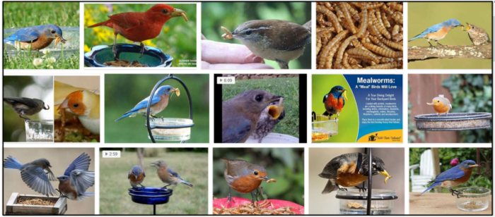 Can Birds Safely Eat Mealworms? Find Out If They re Good for Your Feathered Friends