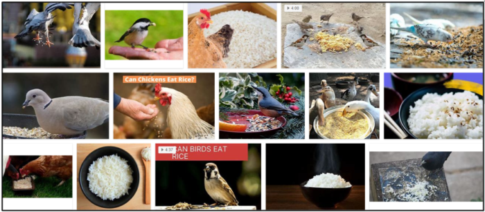 Can Birds Safely Consume Cooked Rice?