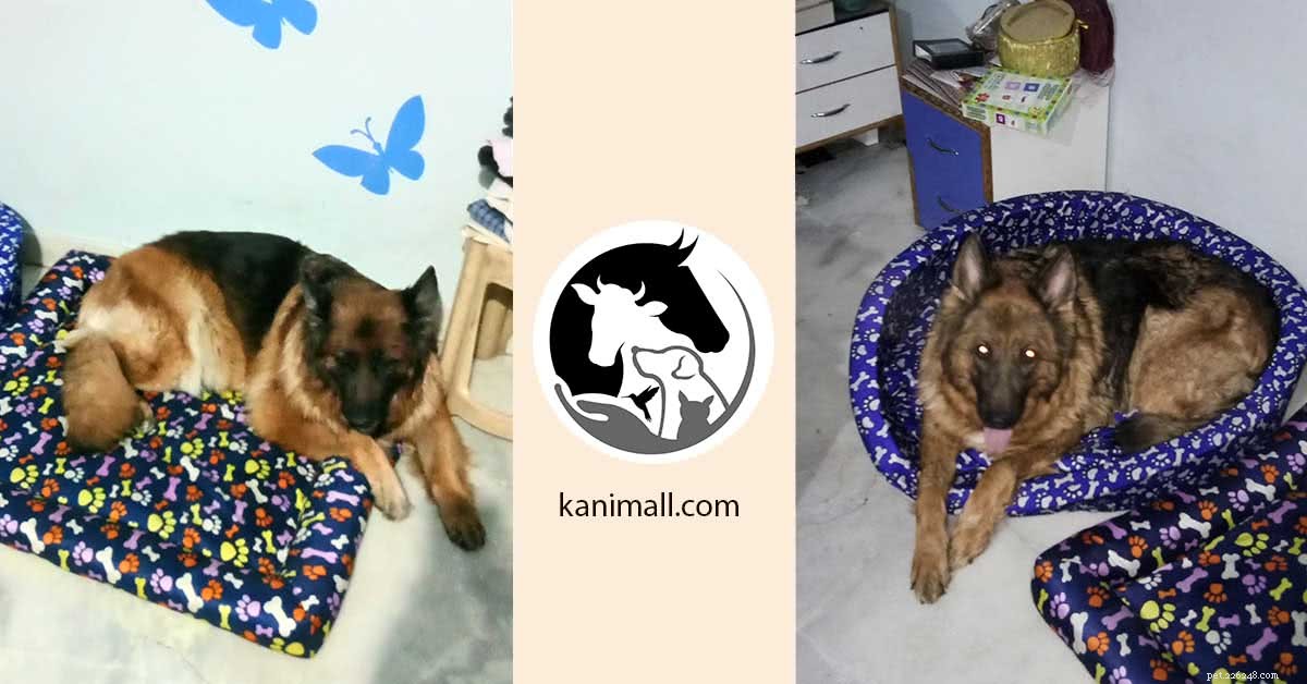 Top Herbal Joint Support for Dogs & Cats – Trusted Amazon Choice