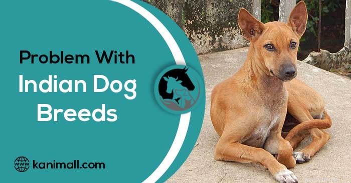 Common Challenges of Indian Dog Breeds: A Comprehensive Guide