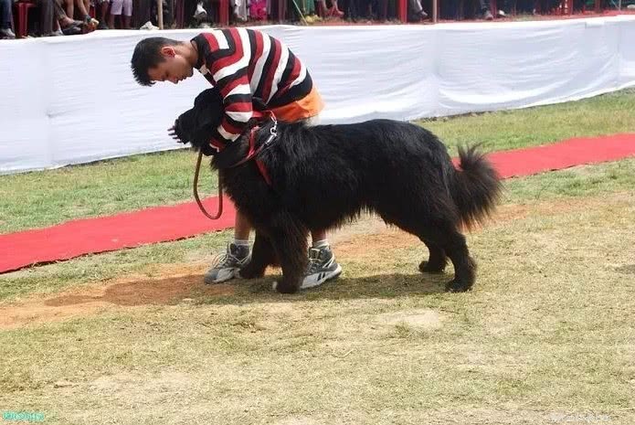 Top 10 Indian Dog Breeds You Should Consider Over Imported K9s