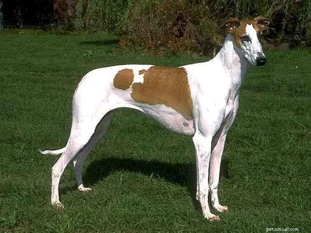 Top 10 Indian Dog Breeds You Should Consider Over Imported K9s