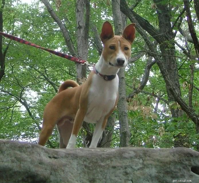 Top 10 Indian Dog Breeds You Should Consider Over Imported K9s