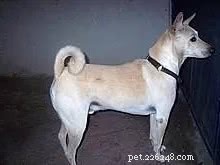 Top 10 Indian Dog Breeds You Should Consider Over Imported K9s