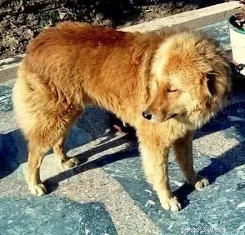 Top 10 Indian Dog Breeds You Should Consider Over Imported K9s