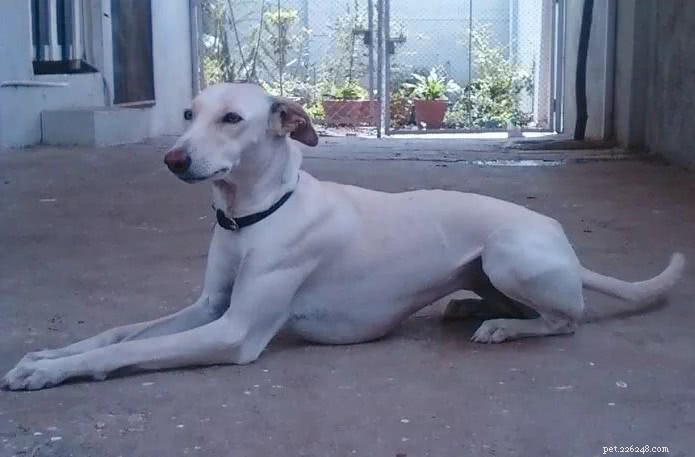 Top 10 Indian Dog Breeds You Should Consider Over Imported K9s