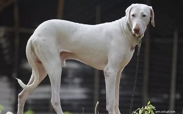 Top 10 Indian Dog Breeds You Should Consider Over Imported K9s