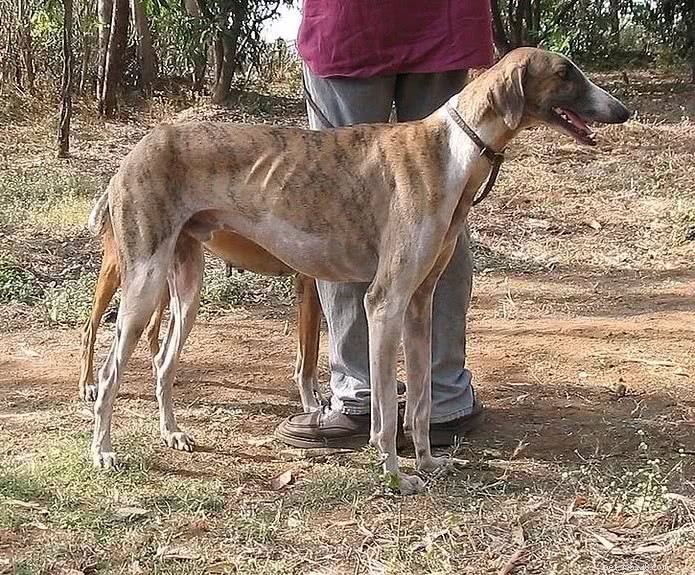 Top 10 Indian Dog Breeds You Should Consider Over Imported K9s