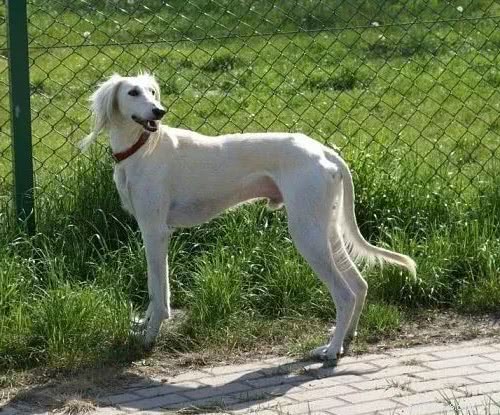 Top 10 Indian Dog Breeds You Should Consider Over Imported K9s