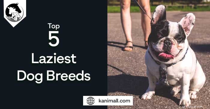 Top 5 Low‑Energy Dog Breeds for Apartment Living