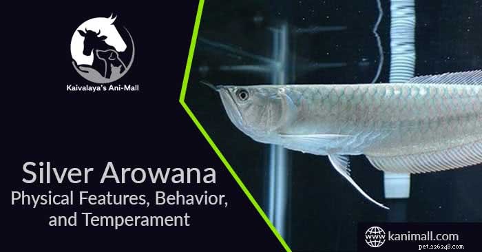 Silver Arowana: Complete Guide to Physical Traits, Behavior, and Care