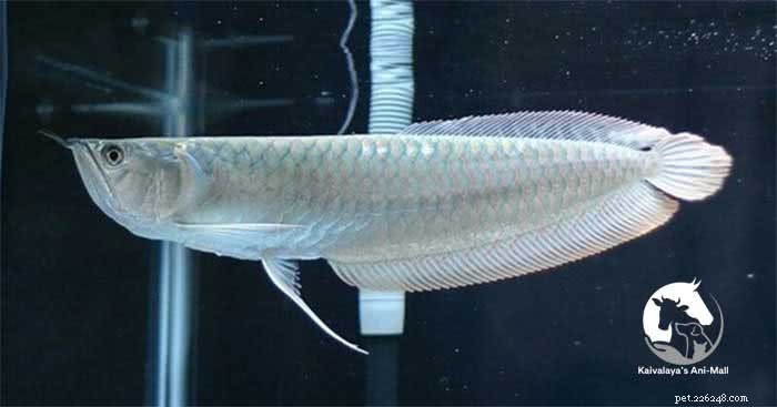 Silver Arowana: Complete Guide to Physical Traits, Behavior, and Care
