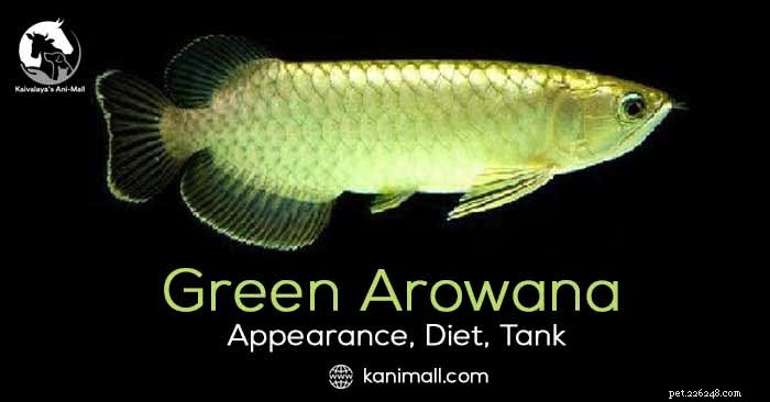 Green Arowana: Appearance, Care, Diet, and Health Guide