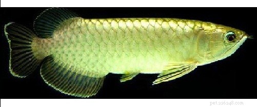 Green Arowana: Appearance, Care, Diet, and Health Guide