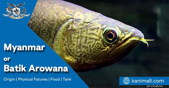 Myanmar (Batik) Arowana: A Complete Guide for Aquarists