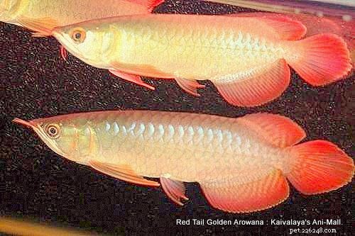RTG Arowana: The Rare Red Tail Golden Arowana – Expert Care Guide
