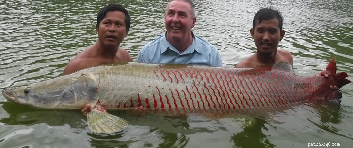 Arapaima: Size, Feeding, Care & Conservation Guide