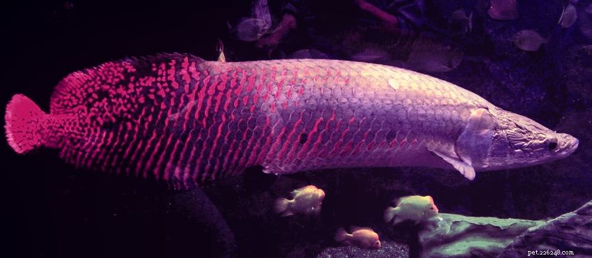 Arapaima: Size, Feeding, Care & Conservation Guide