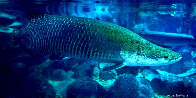 Arapaima: Size, Feeding, Care & Conservation Guide