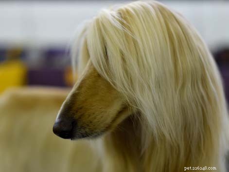 Afghan Hound Temperament & Living Guide: Traits, Care, and Companionship